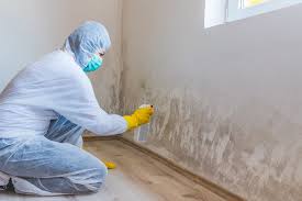 Best Mold Damage Restoration in Murray, KY