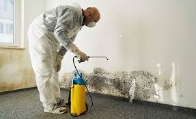 Best Emergency Mold Remediation in Murray, KY